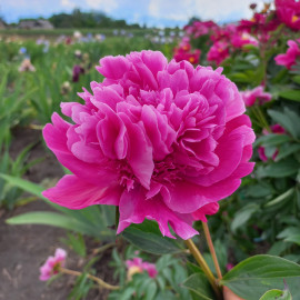 Крейсер Аврора